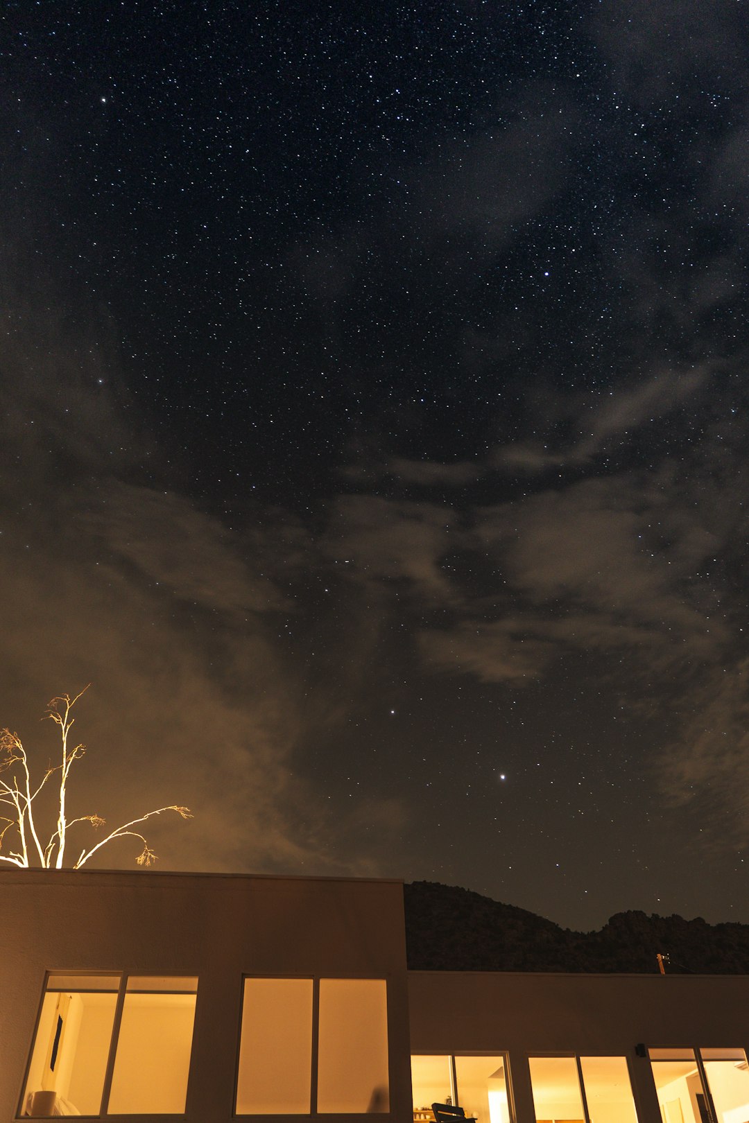 silhouette of trees under starry night