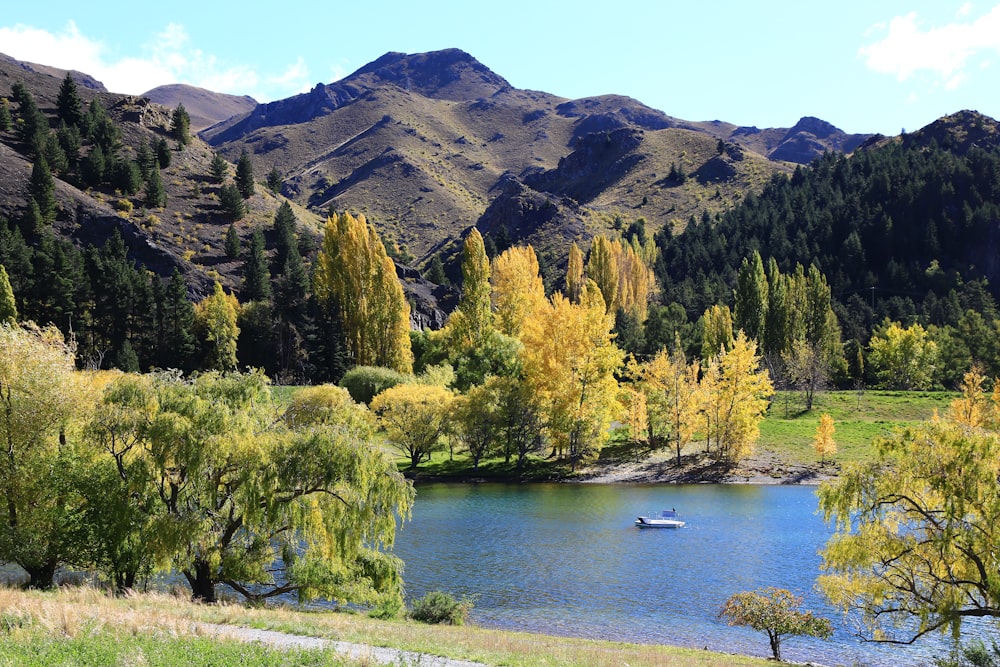 green trees near lake during daytime