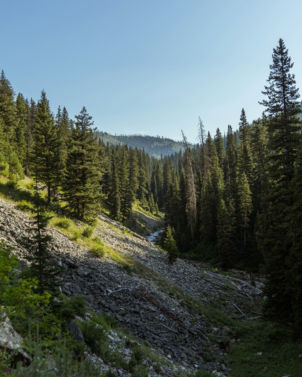 green pine trees on hill under blue sky during daytime