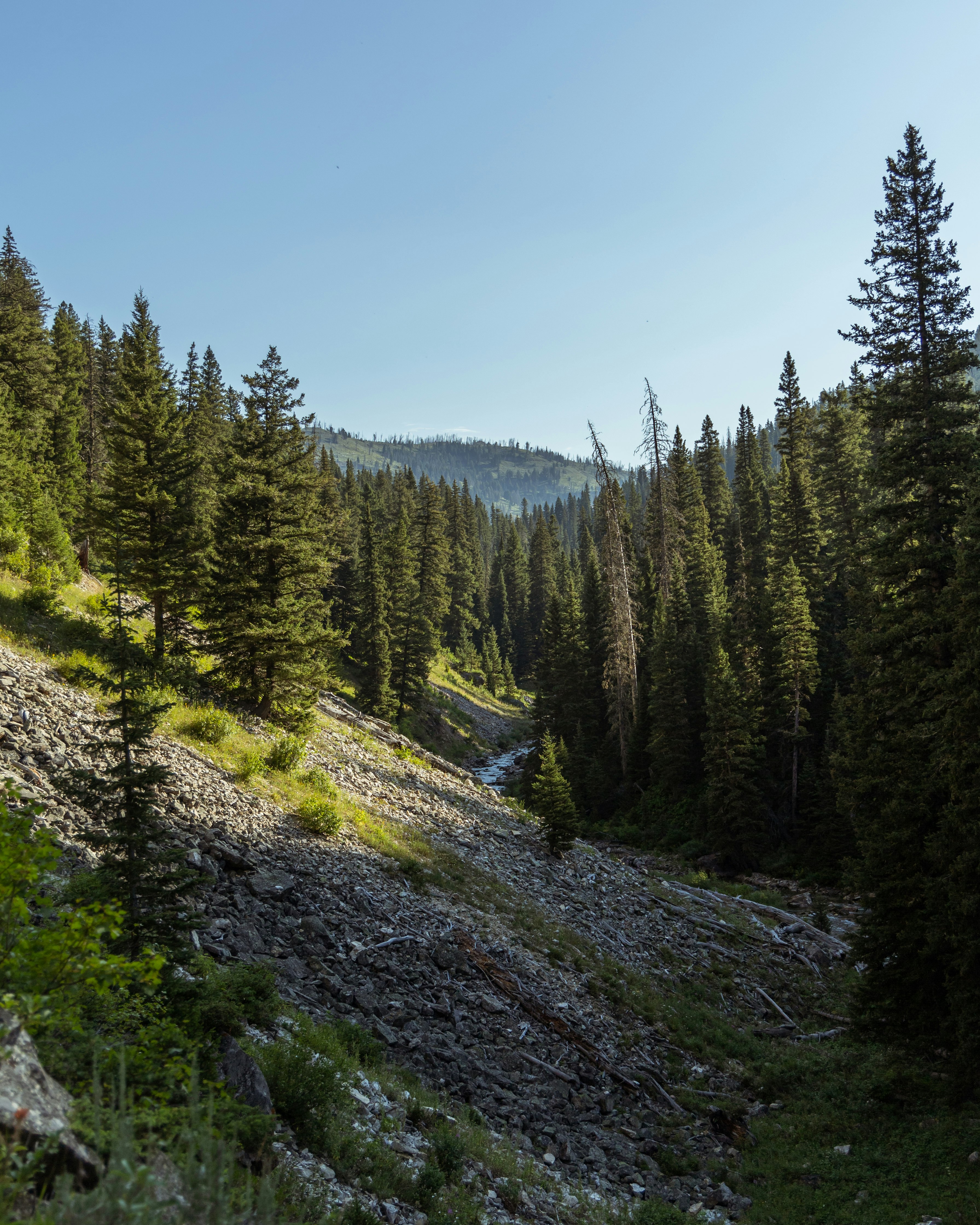 green pine trees on hill under blue sky during daytime