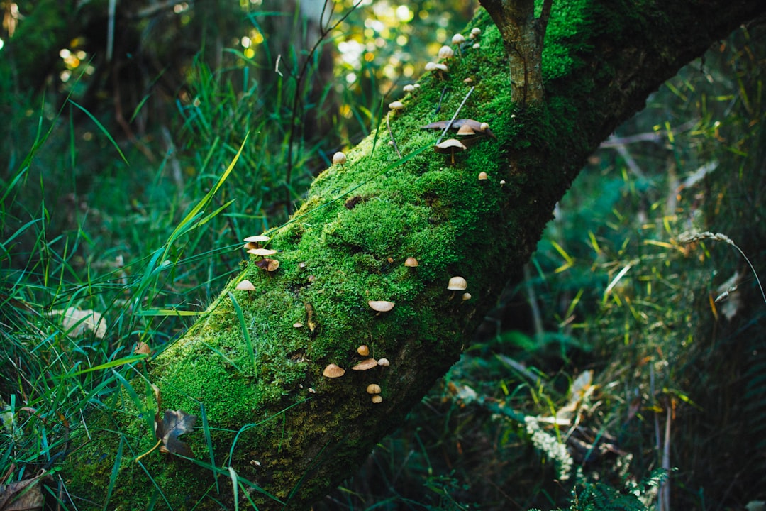 Forest photo spot Olinda VIC Mornington