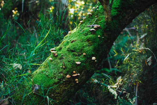 green moss on brown tree trunk in Olinda VIC Australia