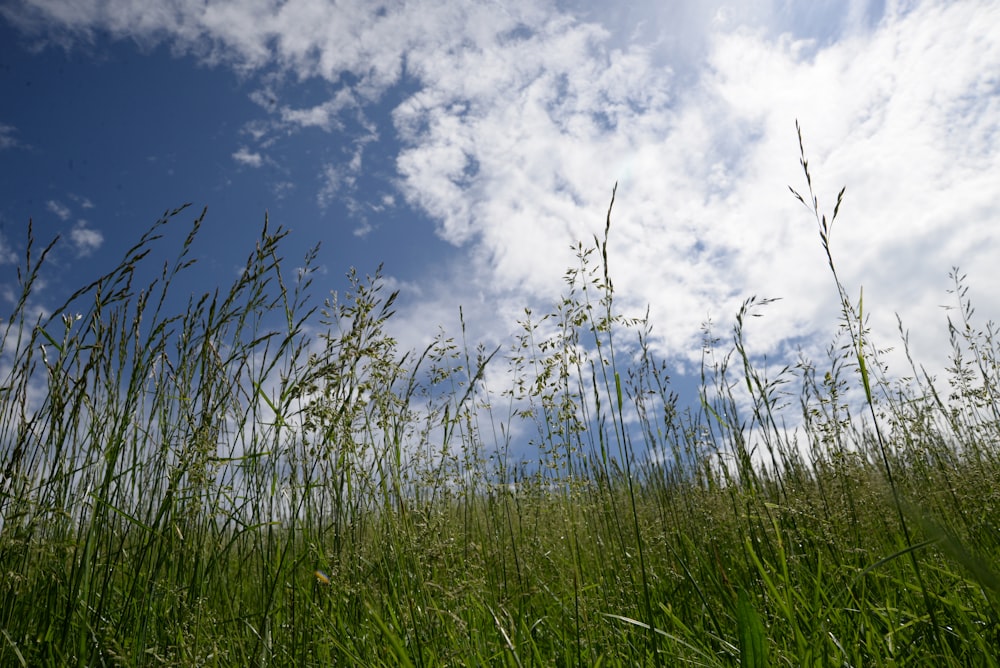 erba verde sotto cielo blu e nuvole bianche durante il giorno
