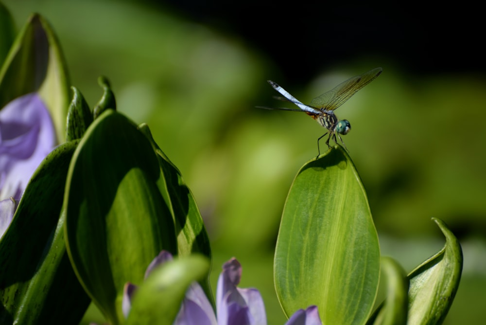 green dragonfly perched on green leaf in close up photography during daytime