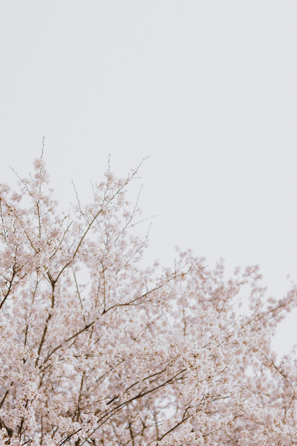 brown leafless tree under white sky during daytime