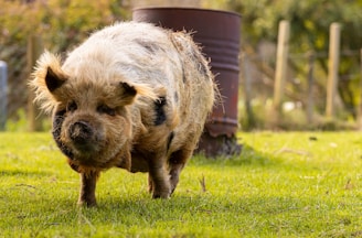 cerdo kune kune en Nueva Zelanda