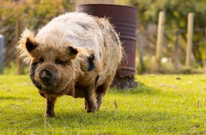 cerdo kune kune en Nueva Zelanda