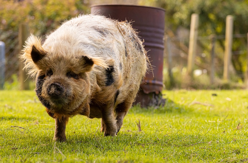 brown pig on green grass during daytime