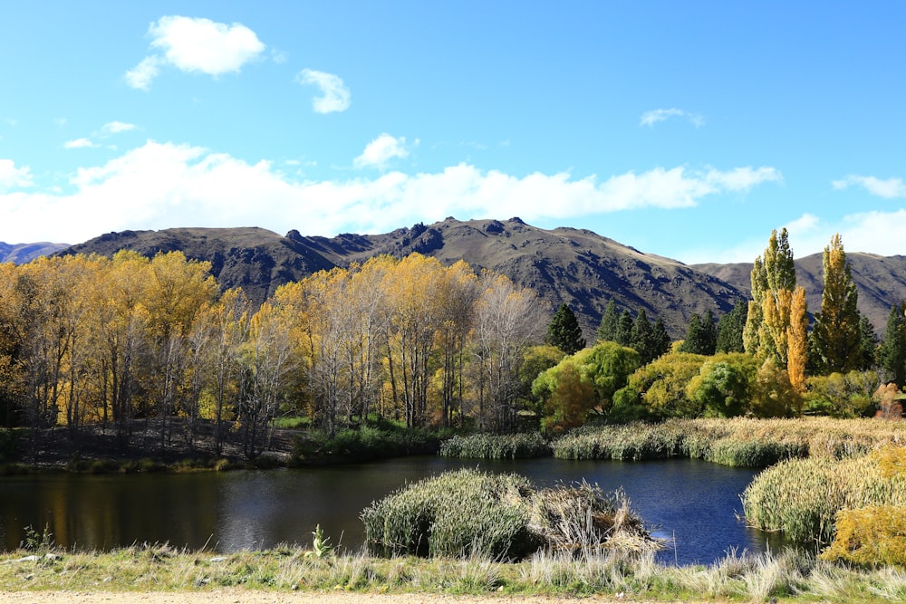 green and brown trees near lake during daytime