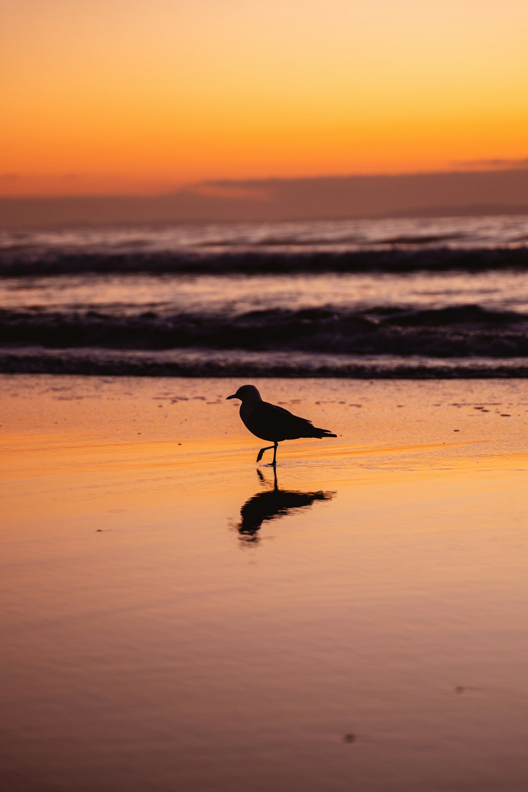 black bird on beach shore during daytime