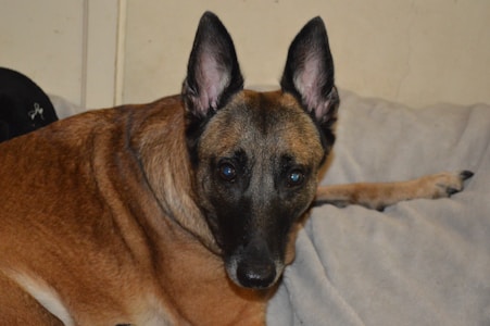 A brown and black dog with upright ears is resting on a light-colored blanket. Its eyes are focused forward, displaying a calm and attentive expression.