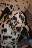 Close-up of a Dalmatian's spotted face with curious eyes looking into the camera.