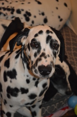 Close-up of a Dalmatian's spotted face with curious eyes looking into the camera.