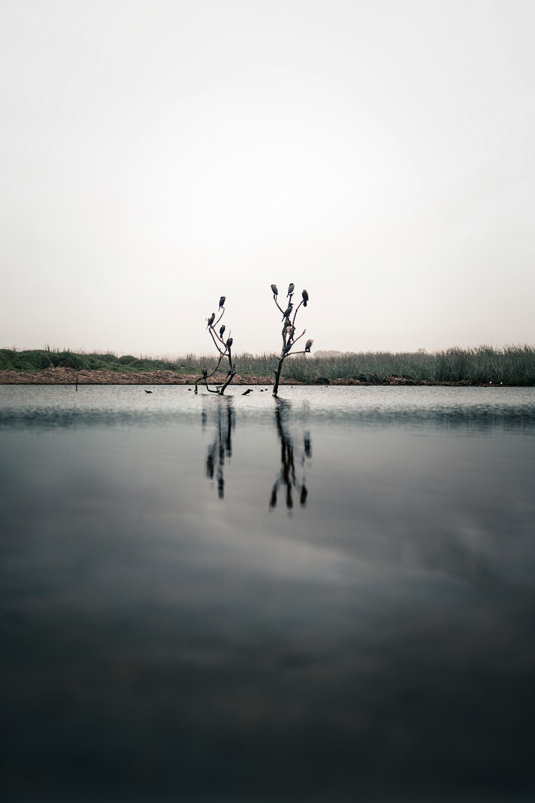 leafless tree on body of water