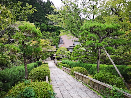 gray concrete pathway between green trees during daytime in Koya Japan