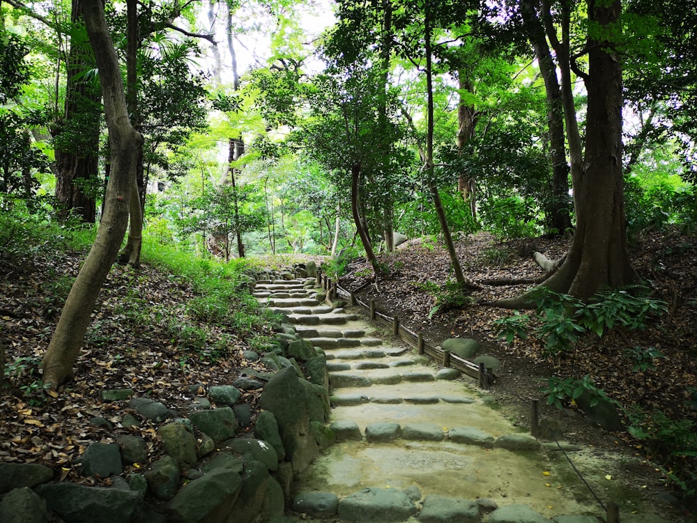 gray concrete stairs between green trees during daytime