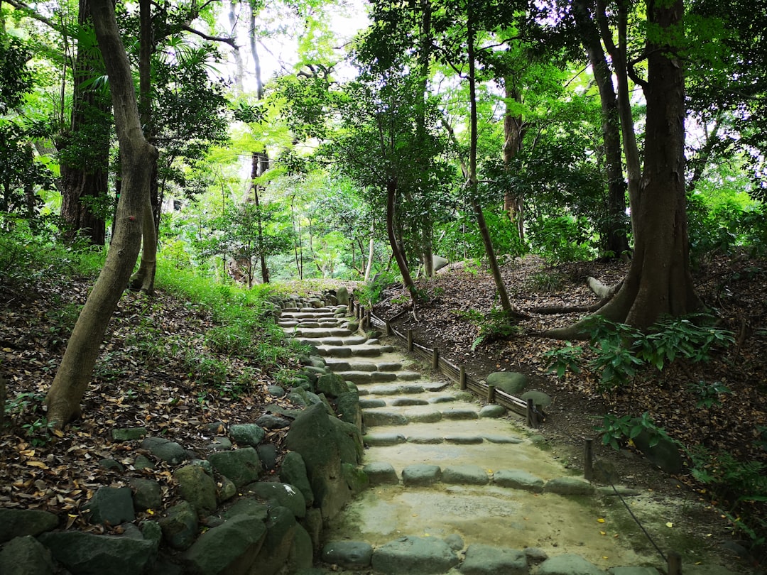 Forest photo spot Koishikawa Meiji Shrine