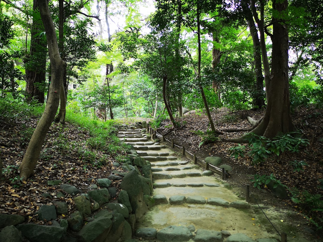 Forest photo spot Koishikawa Fujiyoshida