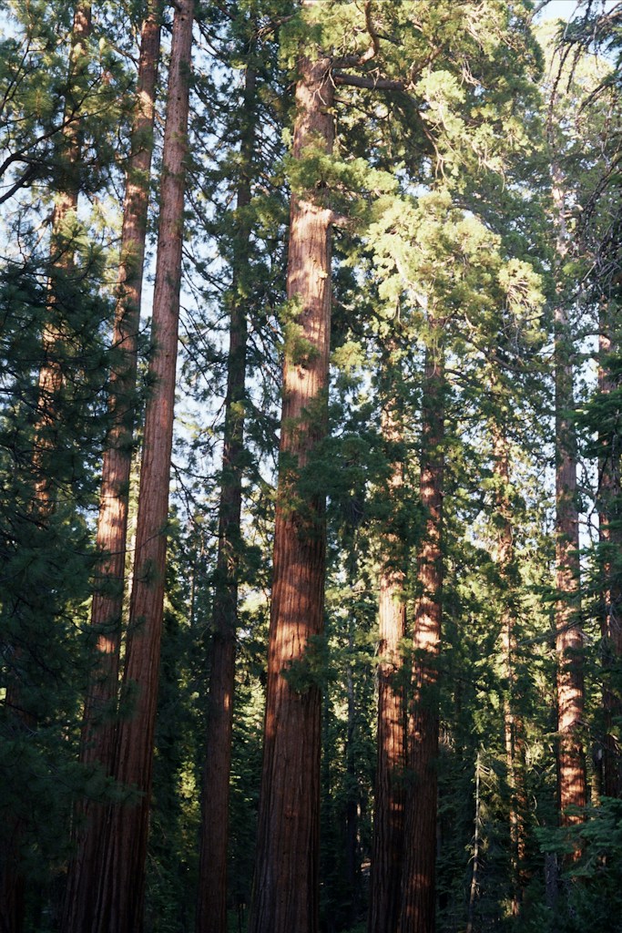 Misty Redwoods