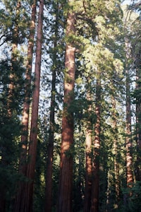 Misty Redwoods