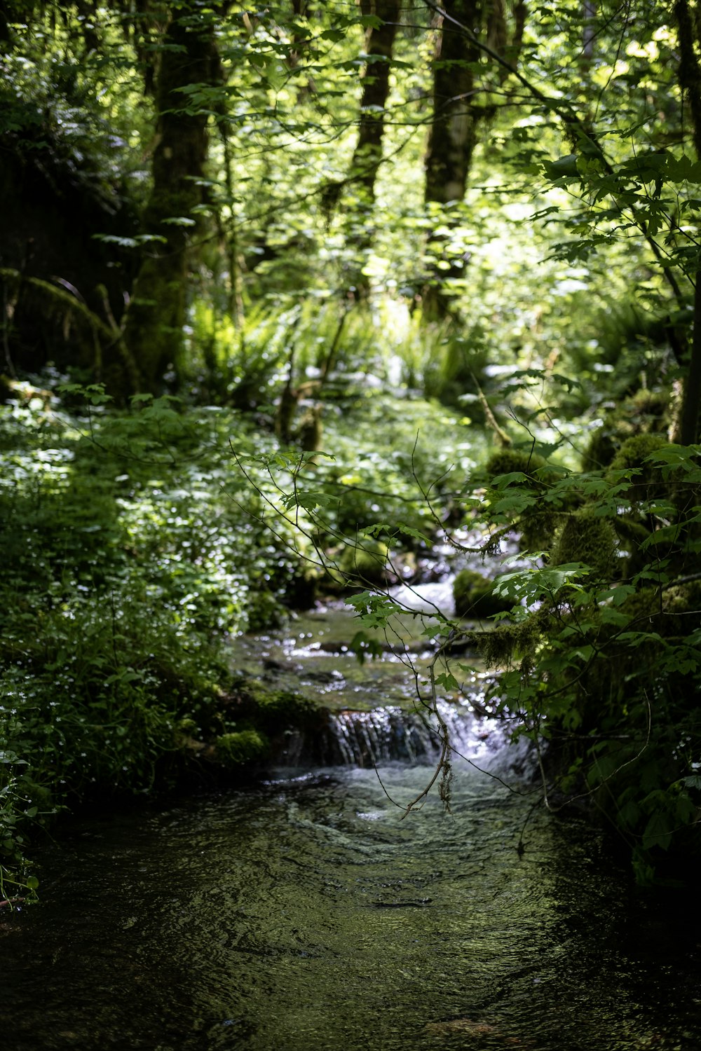 green trees beside river during daytime