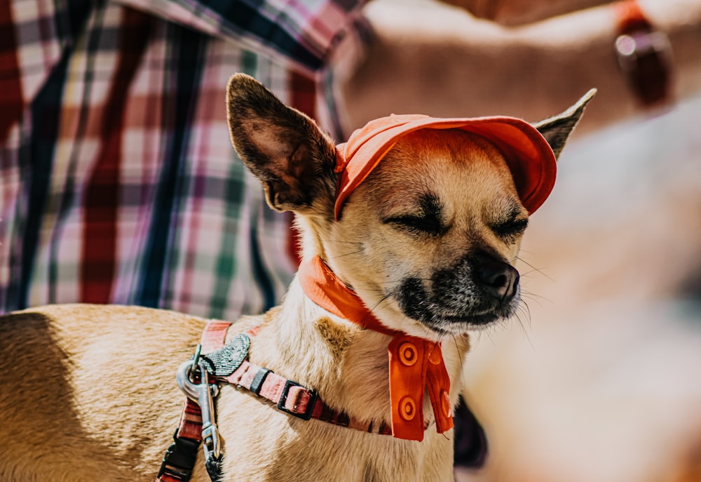 brown and white short coated dog wearing red hat