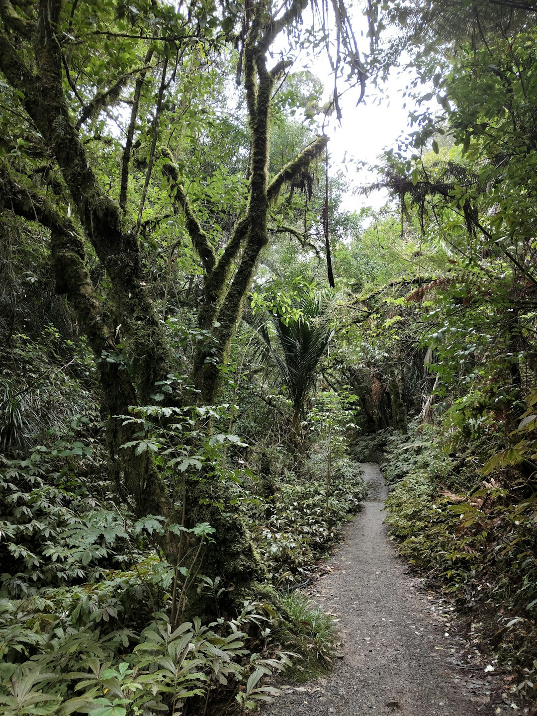 Forest photo spot Hakarimata Summit Track Bridal Veil Falls