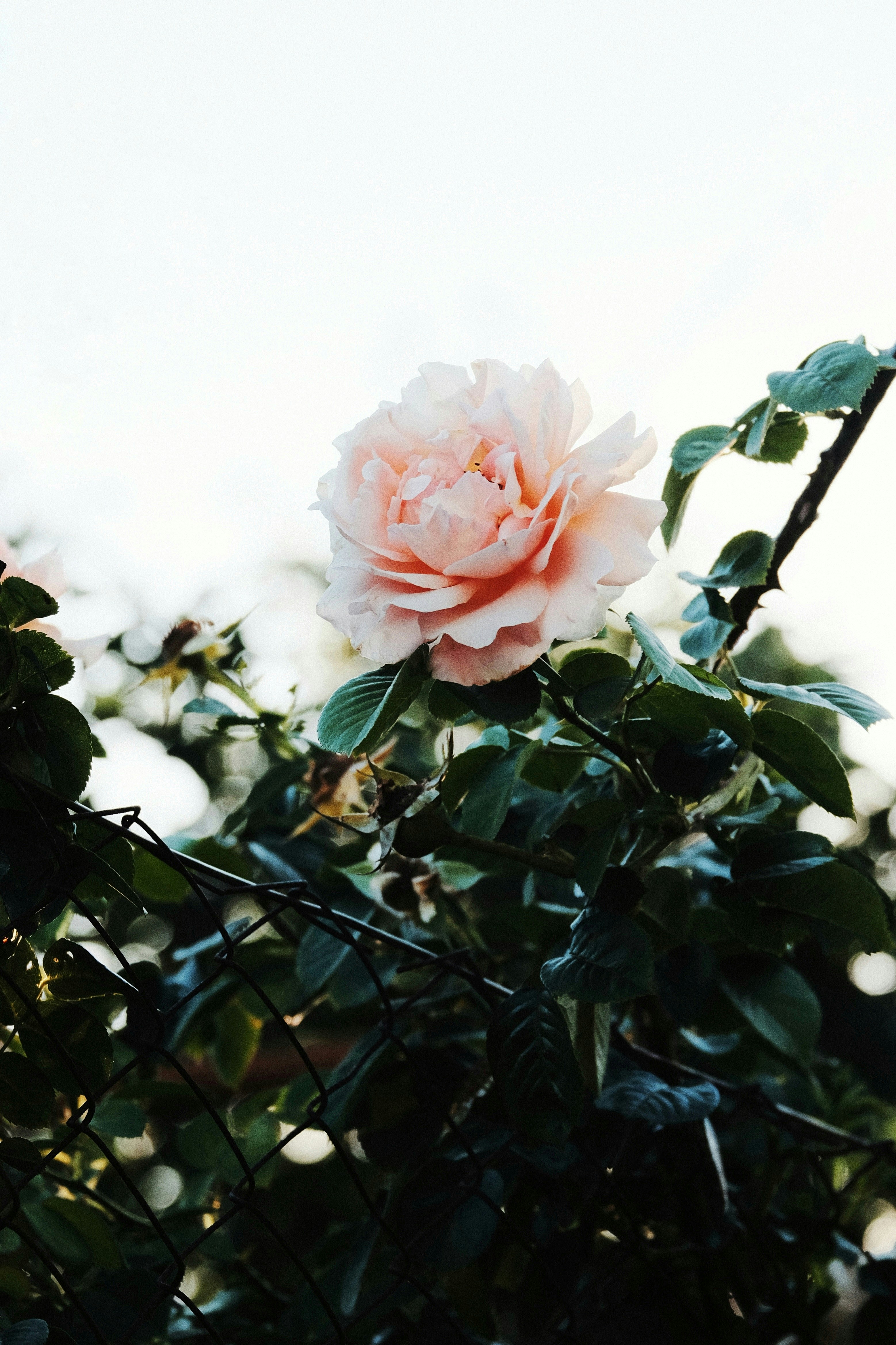 Photo by roma_kaiuk