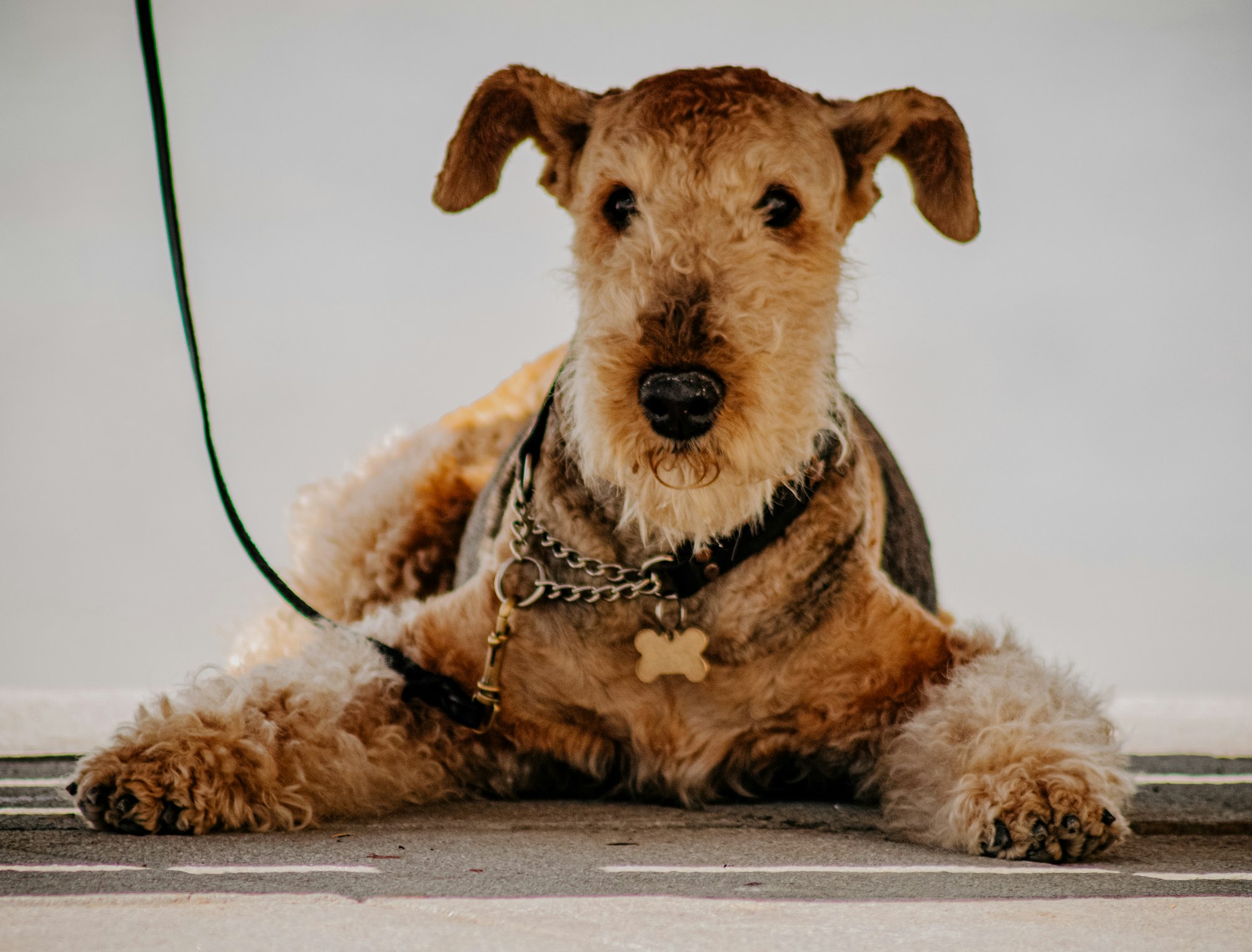 brown and black short coated Airedale Terrier dog on snow covered ground