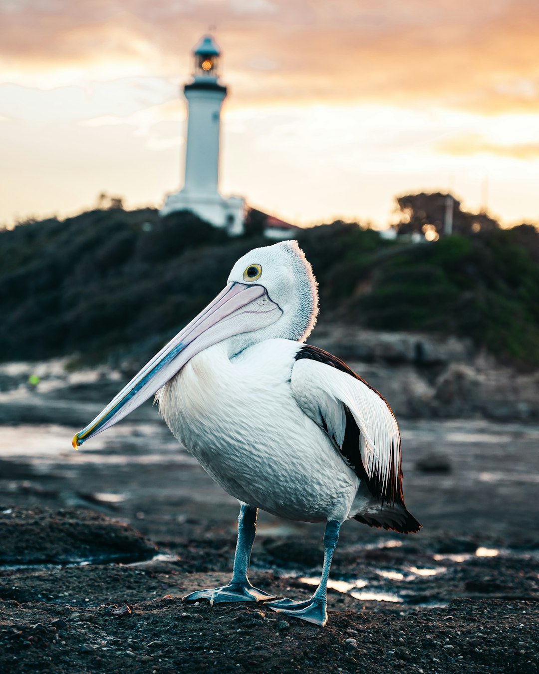 Ocean photo spot Lighthouse Beach Anna Bay New South Wales