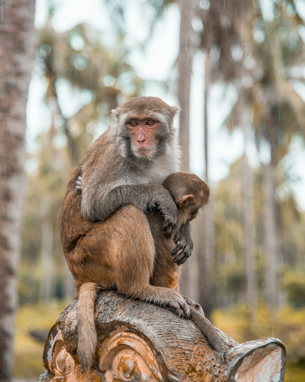 brown monkey sitting on brown wood during daytime