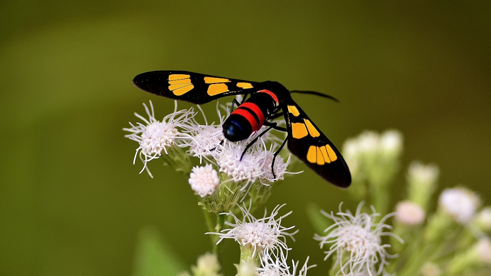 borboleta amarela e preta na flor branca