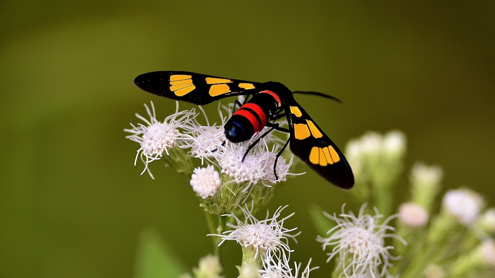 yellow and black butterfly on white flower