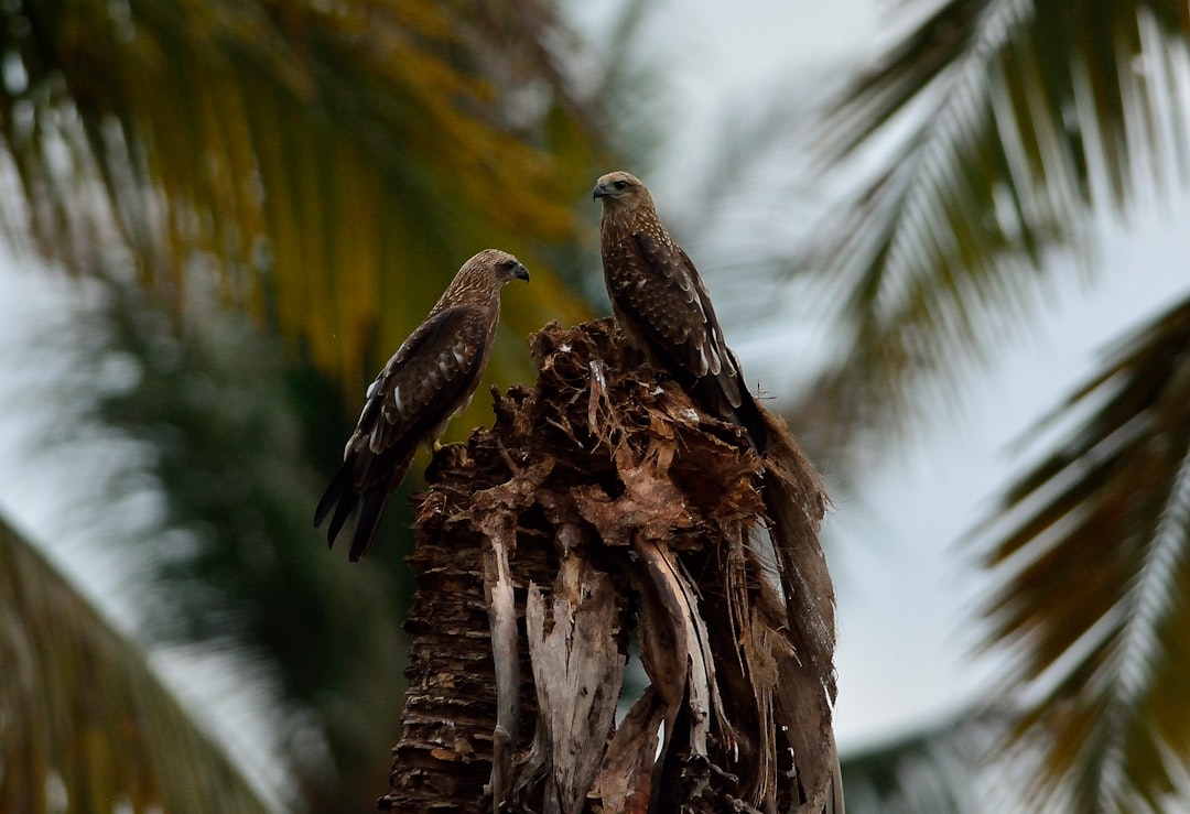 Wildlife photo spot Ernakulam Kattappana