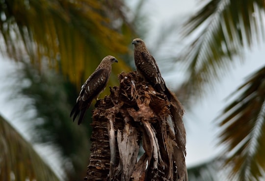 brown bird on brown tree branch during daytime in Ernakulam India