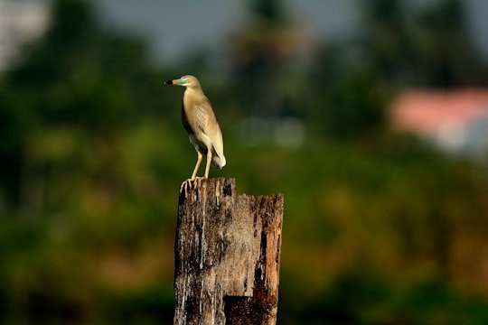 brown bird on brown wooden post during daytime in Ernakulam India