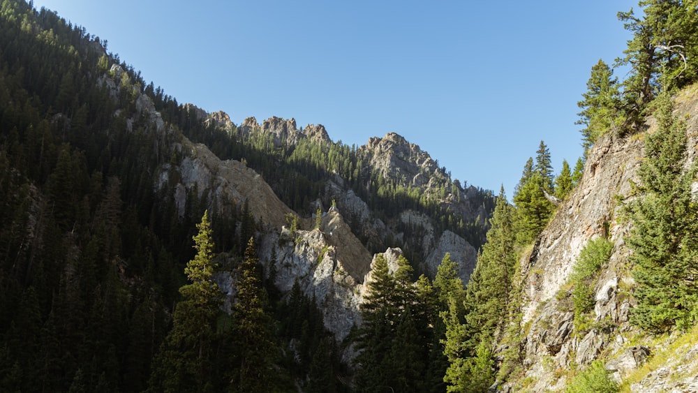 green trees on mountain under blue sky during daytime