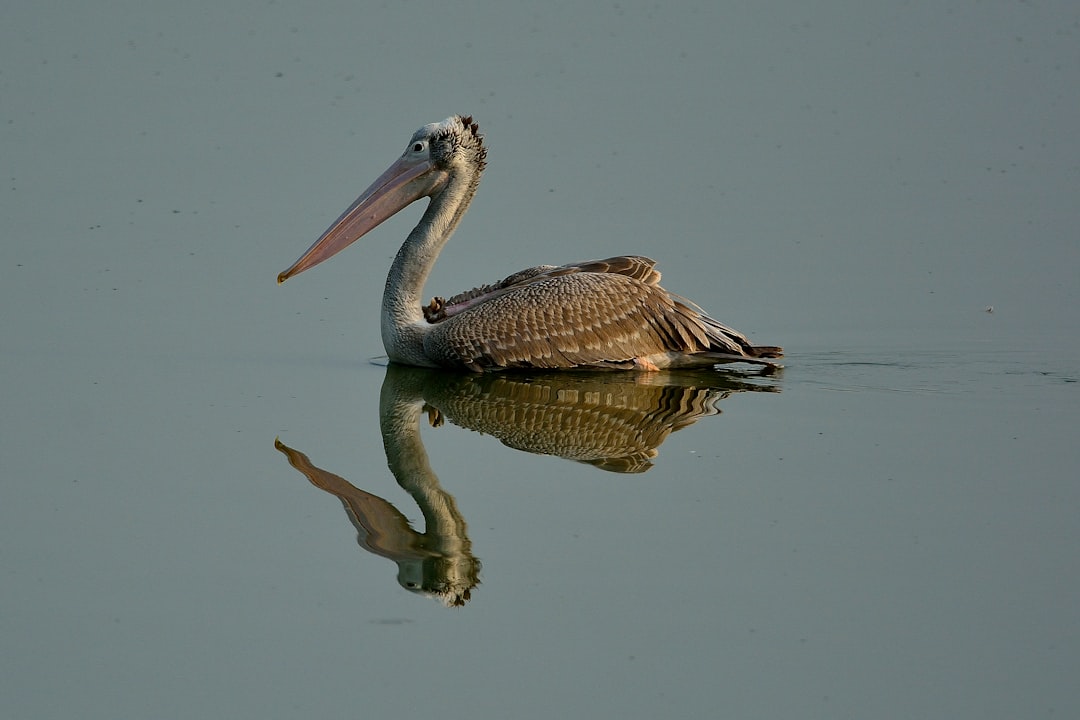 photo of Nanguneri Wildlife near Vivekananda Rock Memorial