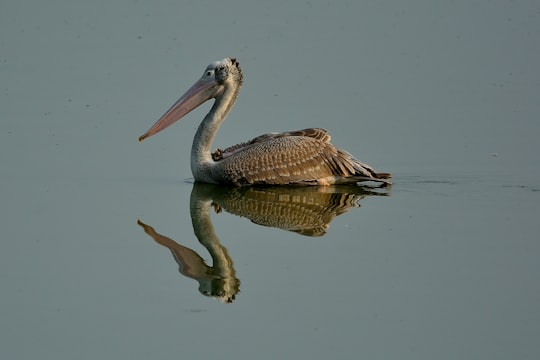 brown pelican on water during daytime in Nanguneri India