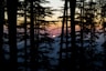 silhouette of trees during sunset