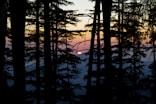 silhouette of trees during sunset