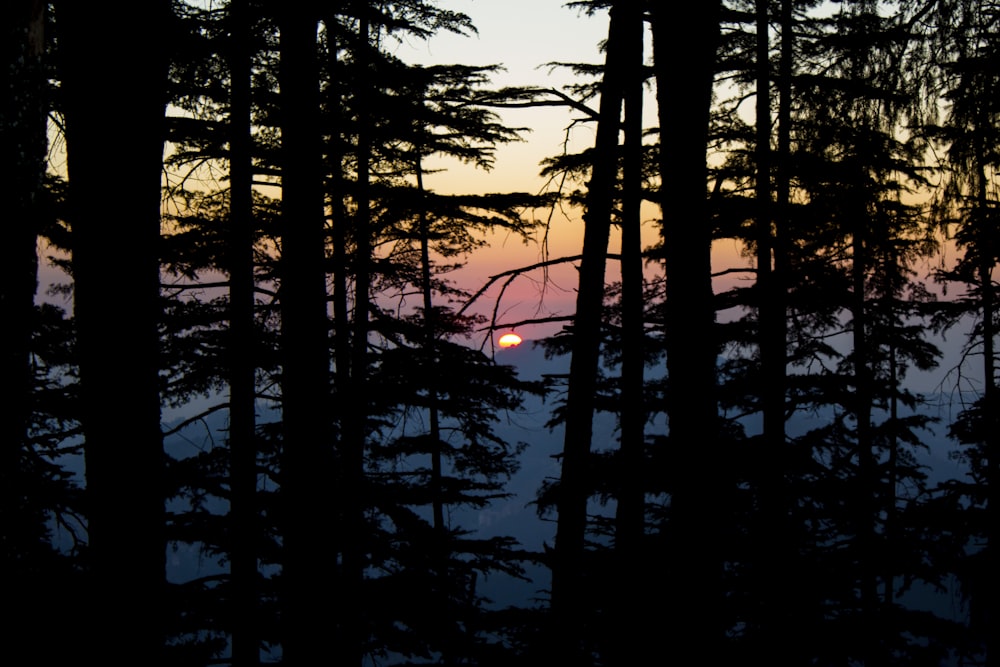 silhouette of trees during sunset