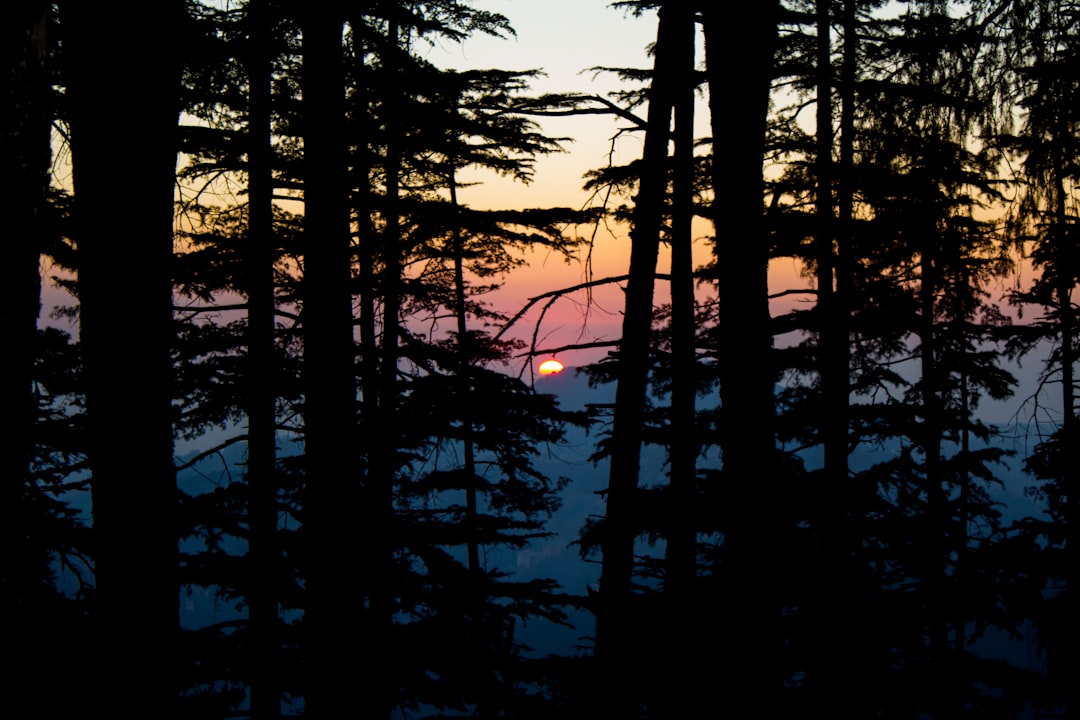 Forest photo spot Shimla Karsog