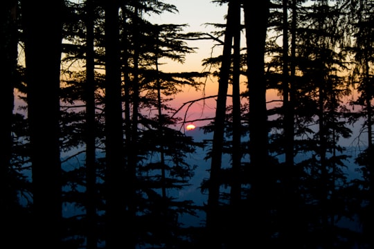 silhouette of trees during sunset in Shimla India