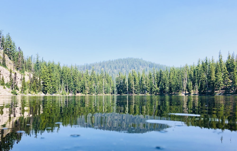 green trees beside lake during daytime