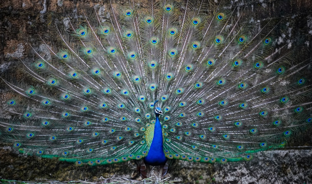 blue peacock in close up photography