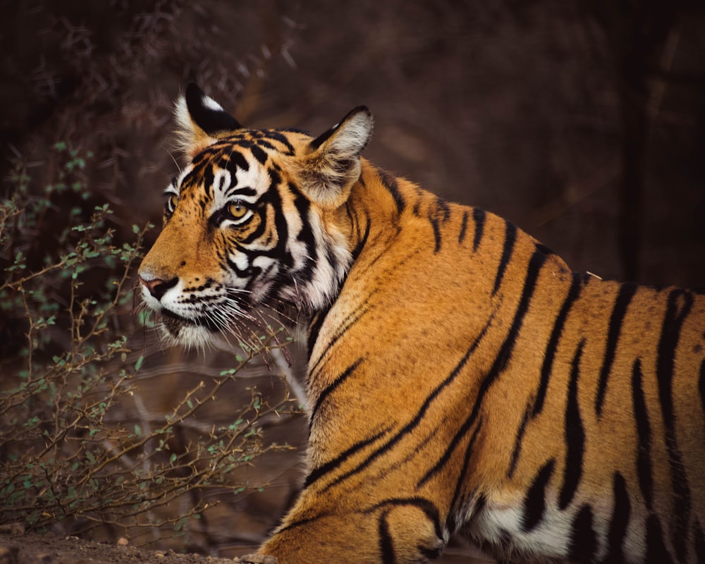 brown and black tiger on brown grass during daytime