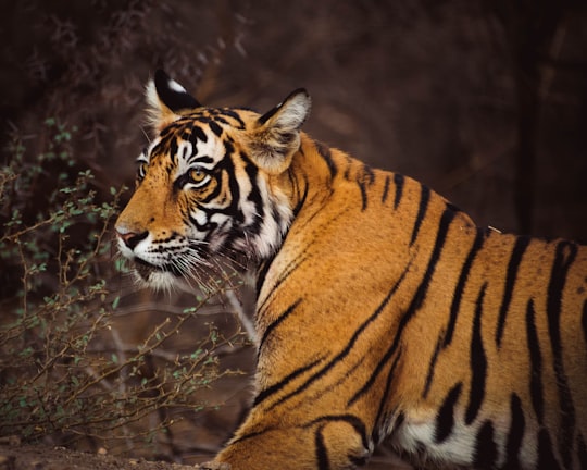 brown and black tiger on brown grass during daytime in Ranthambore National Park India