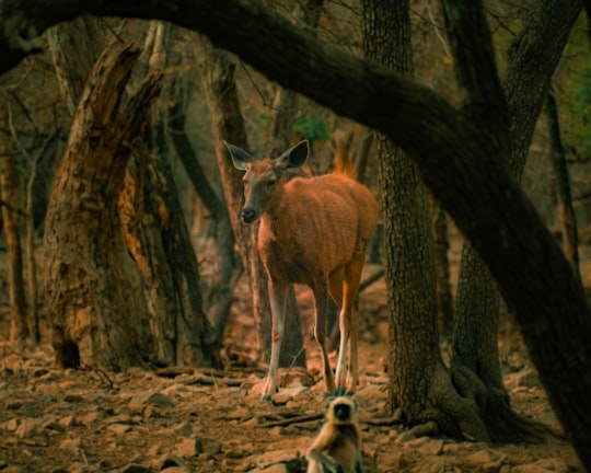 brown deer standing beside brown tree during daytime in Ranthambore National Park India