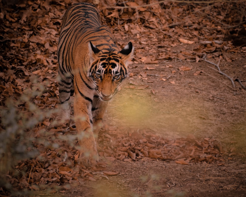 tigre brun et noir marchant sur la terre brune